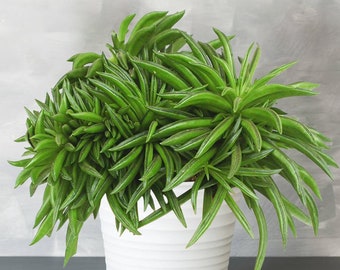 Colourful Peperomia Happy Bean | 15-25cm Potted Plant for Home or Office