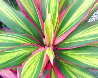 Cordyline Kiwi - Ti Plant | Best Indoor Plants | Colourful 30-40cm Potted Plant