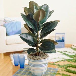 May include: A potted rubber plant with large, dark green leaves in a white and blue striped ceramic pot. The plant is sitting on a wooden table with a blue and yellow patterned placemat.