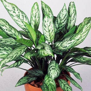 Premium Aglaonema Maria Christina Chinese Evergreen Plant 25-35cm Potted image 1