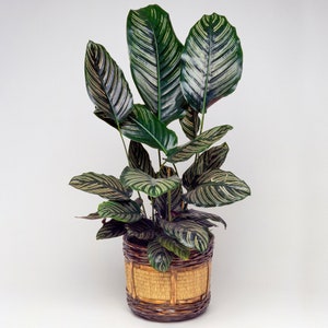 1 x Calathea Ornata Tropical Stunning Houseplant with Pot 40-50cm