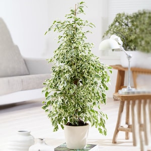 May include: A variegated ficus plant with green and white leaves in a white ceramic pot. The plant is in a living room setting with a sofa and a lamp in the background.