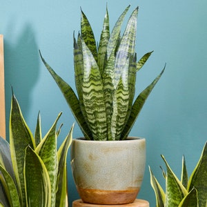May include: A green and yellow snake plant in a light green ceramic pot with a brown rim. The plant is in a room with a blue wall.
