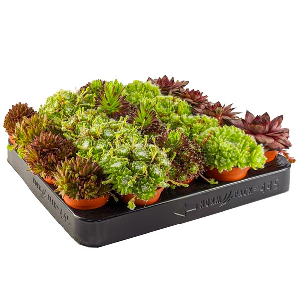 Sempervivum Mix | Houseleek, Hen & Chick Indoor Succulent Plants