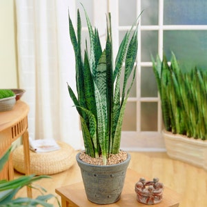 May include: A green snake plant with dark green and light green stripes in a blue ceramic pot. The plant is sitting on a wooden table in front of a window.