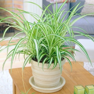 1 x Chlorophytum Variegatum | Evergreen Indoor 20-30cm Potted Spider Plant