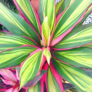 Vibrant Cordyline Kiwi | Evergreen Indoor Good Luck Plant | 30-40cm Potted