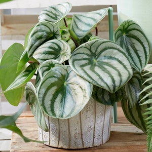 Peperomia Argyreia - Watermelon Begonia | 15-25cm Potted Indoor Plant Gift