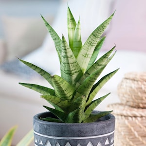 Sansevieria Tough Lady | Indoor Plant Gifts for Sale | Ideal for Home or Office