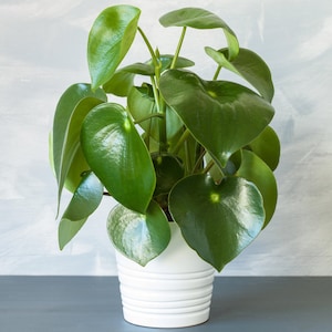 May include: A green leafy houseplant with round leaves in a white ceramic pot with a ribbed design.