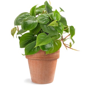 Philodendron scandens Climbing Sweetheart Plant with Hanging Basket 15cm image 1