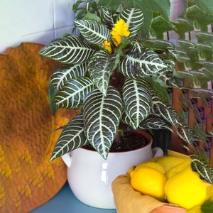Premium Aphelandra Green Colourful Evergreen 25-35cm Potted Zebra Plant image 1