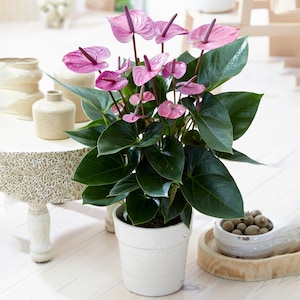 May include: A close-up of a potted anthurium plant, featuring bright pink flowers and large, dark green leaves. The plant is in a white pot with a crackle finish. The image highlights the plant's lush foliage and delicate blooms, suitable for home decor.