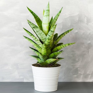 May include: A green and white snake plant in a white ceramic pot with a ribbed design. The plant is in a white pot with a ribbed design.