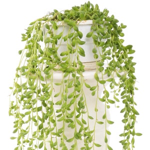 May include: A green string of pearls succulent plant in a white pot. The plant is hanging down from the pot and has many small, round leaves.