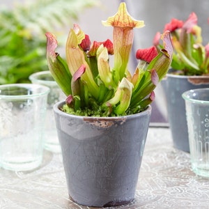 Sarracenia Smoorii - Trumpet Pitcher Plant | Colourful Indoor Fly Trap Plants