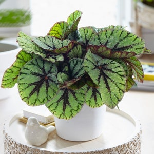 Begonia rex Fedor Indoor King Begonia for Sale Online Free UK Delivery image 1