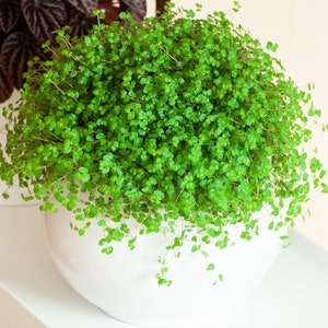 1 x Soleirolia soleirolii Helxine Green for Sale | Home or Office Indoor Plant