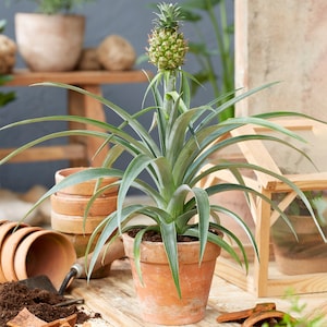 May include: A potted pineapple plant with green leaves and a small, green pineapple fruit growing on top. The plant is in a terracotta pot and is sitting on a wooden surface.