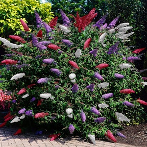 Buddleia Tricolour 3 x 9cm Pots Butterfly Bush Mixed Colours Healthy Garden Plant image 1