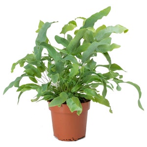 Phlebodium Blue Star Golden Polypody Fern for Home or Office 25-35cm with Pot image 1