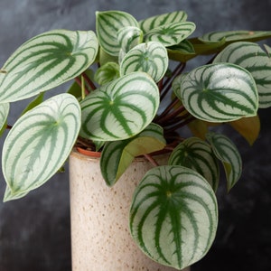 Peperomia Argyreia - Watermelon Begonia | Best Indoor Plants (15-25cm Incl. Pot)