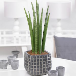 1 x Sansevieria Cylindrica African Spear Indoor Plant Gift (30-40cm Incl. Pot)