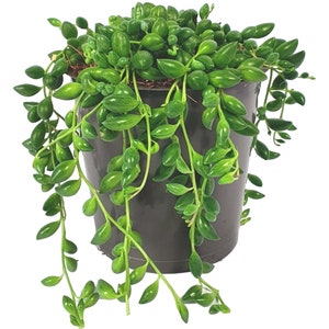 Senecio Herreianus String of Beads Potted Indoor Succulent House Plant 20-30cm Incl. Pot image 1