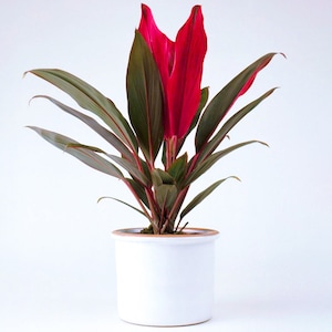 30-40cm Potted Cordyline Tango | Evergreen Variegated Plant Gift for Sale