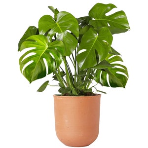 Indoor 30-40cm Potted Monstera Deliciosa Swiss Cheese Plant