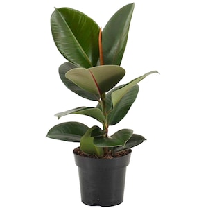 May include: A potted rubber plant with dark green leaves in a black plastic pot. The plant has a single stem with multiple leaves growing from it.