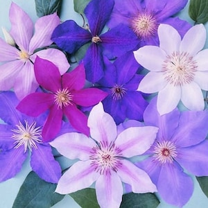 Clematis Mixed Colours (In 9cm Pots) Large Large Flowering Climber Hardy Live Plants