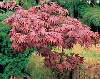 Red Sunset Maple Bonsai Tree 'acer Rubrum' House Plant Seeds - 15  Houseplant Seeds - Etsy Canada