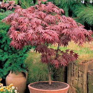 May include: A small Japanese maple tree with red leaves, planted in a terracotta pot. The tree has a single trunk and is growing in a garden setting.