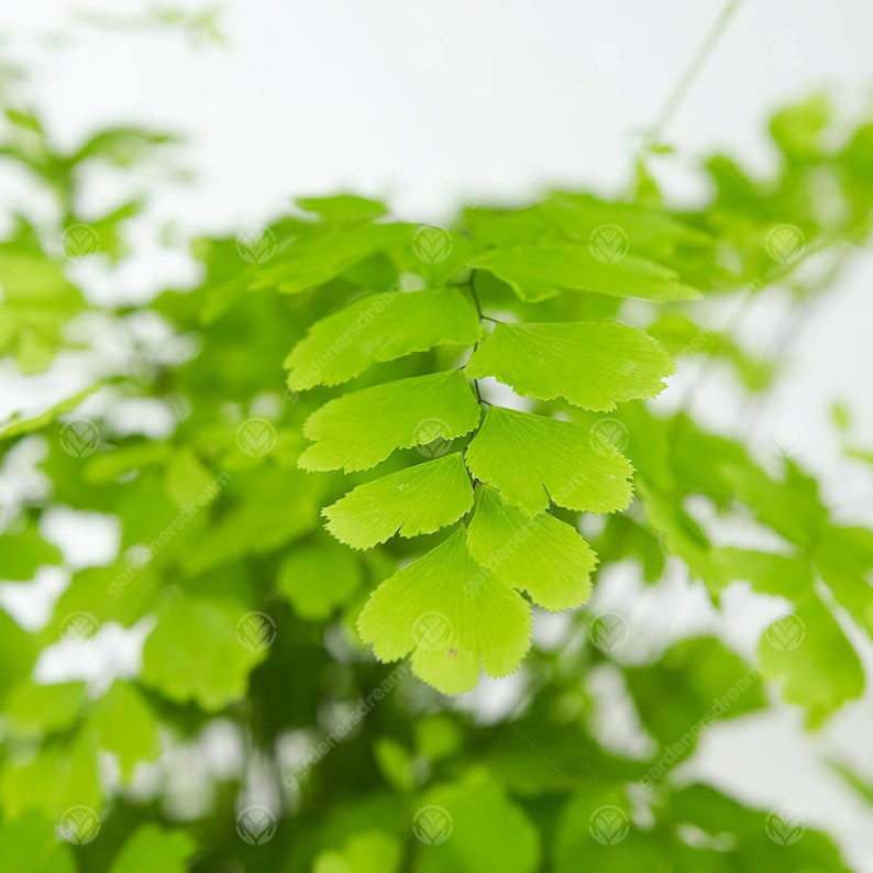 Adiantum raddianum Maidenhair Fern Decorative Indoor House Plant In 12cm Pot image 3