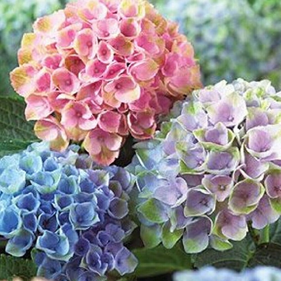 3 X HYDRANGEA MACROPHYLLA /'TELLER PINK/' DECIDUOUS SHRUB HARDY PLANT IN POT
