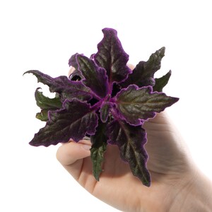 May include: A small purple and green plant with ruffled leaves, held in a hand.