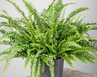 Indoor Nephrolepis Boston Fern for Home or Office (25-35cm Incl. Pot)