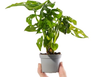 Baby Swiss Cheese Plant Monstera Deliciosa Small Indoor Houseplant in 6cm Pot