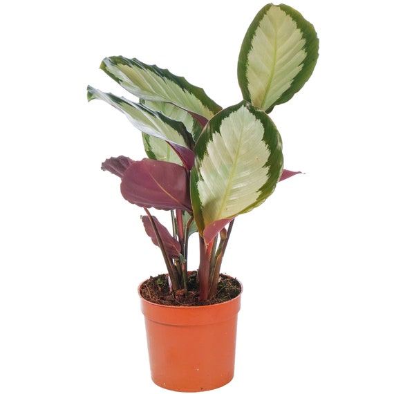Vibrant Calathea Picturata 'argentea' Potted Silver Variegated Indoor  Houseplant - Etsy Israel