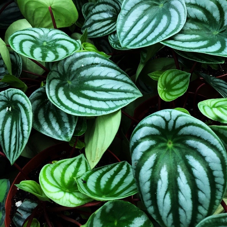 Peperomia Argyreia Watermelon Begonia Plant for Home or Office 15-25cm in Pot image 3