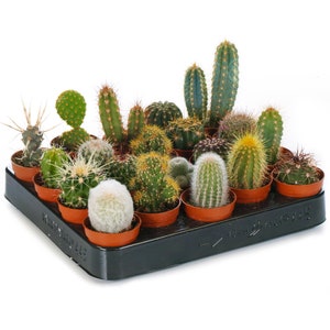 Cactus Mix - House / Office Live Indoor Pot Plant - Ideal Gift