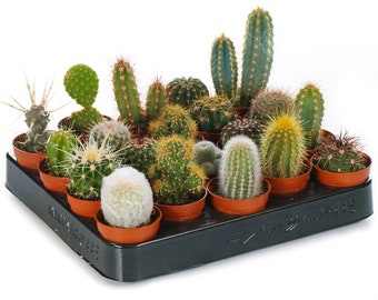 Cactus Mix - House / Office Live Indoor Pot Plant - Ideal Gift
