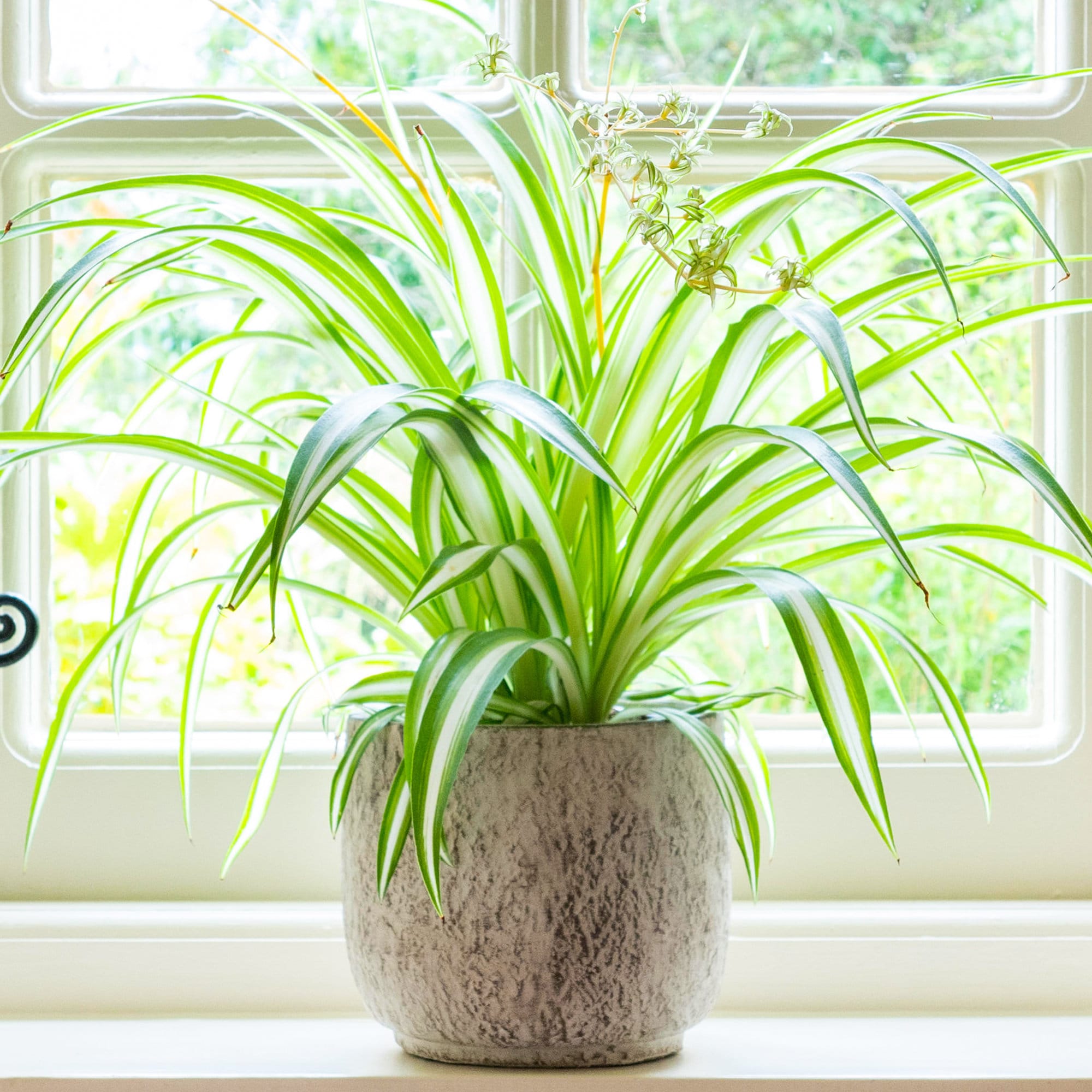 Chlorophytum Variegatum - Spider Plant | Best Indoor Plants | 20-30cm With  Pot - Etsy Finland