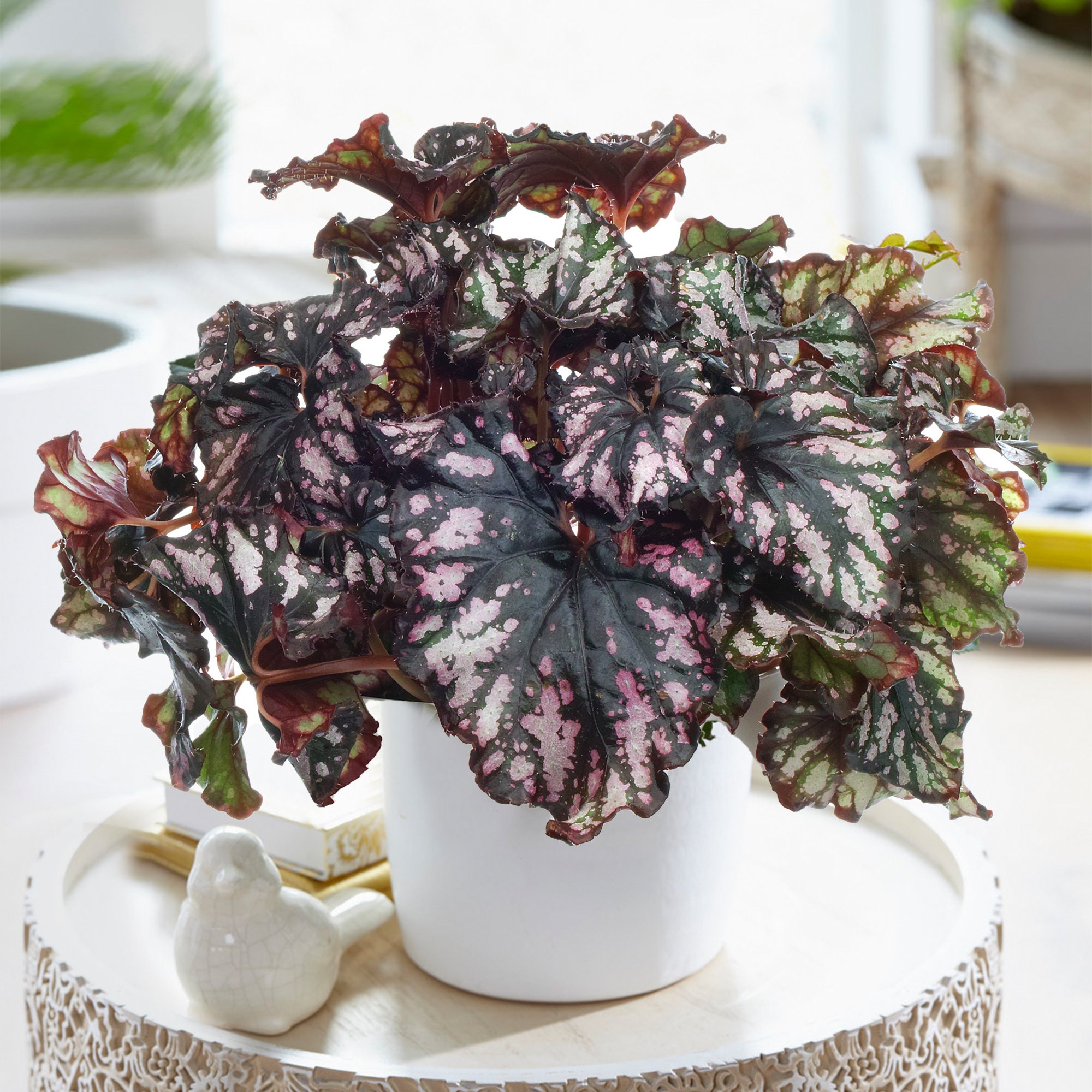 Begonia rex Cumbia Vibrant Indoor 20-30cm Potted Houseplant - Etsy  Österreich