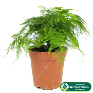 Asparagus Plumosus Indoor Plant 1 x Live Potted Fern Houseplant In 12cm Pot image 2