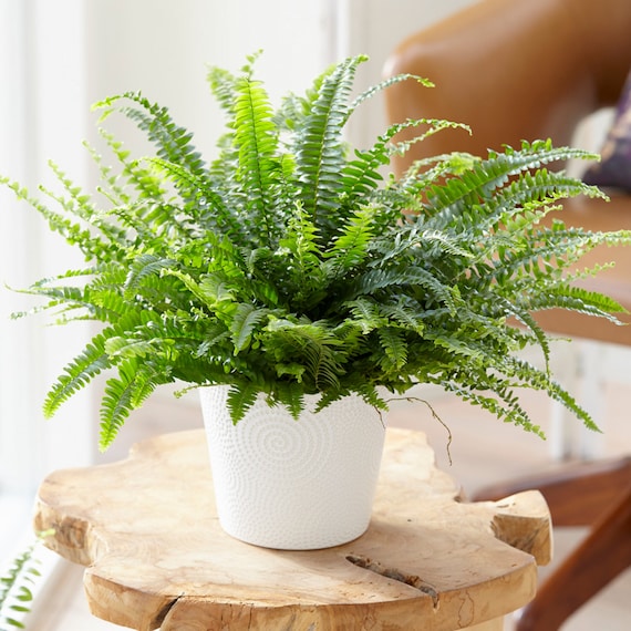 dracaena spike plant Dracaena 'Spike'