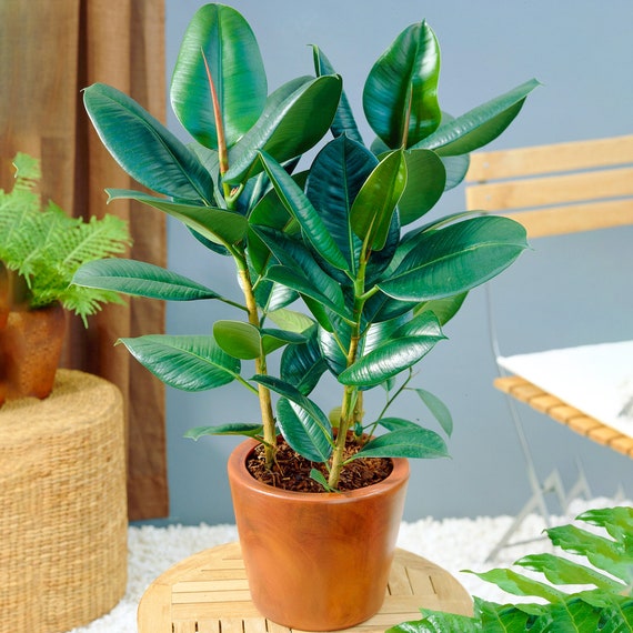 Ficus Robusta - Rubber Plant | Premium Houseplant for Sale | 30-40cm Potted  - Etsy Hong Kong