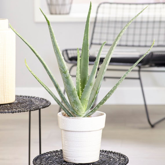 aloe vera mit teebauml Dermasoft Repair