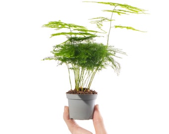 Baby Asparagus Plumosus Small Indoor Evergreen Perennial Houseplant in 6cm Pot